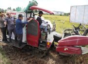 Palopo Ikut Panen Raya Padi Serentak Nasional
