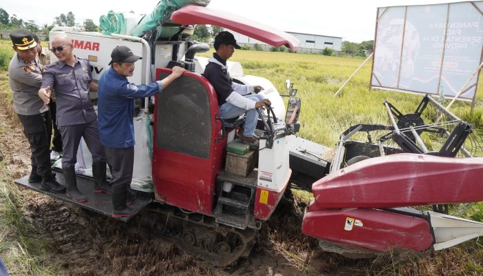 Palopo Ikut Panen Raya Padi Serentak Nasional
