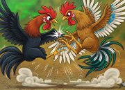Polres Luwu Pantau Dugaan Arena Sabung Ayam di Larompong dan Bua