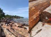 Misteri Barcode “PT Minas Pagai Lumber” pada Ribuan Kayu di Pantai Tanjung Setia Misteri Barcode “PT Minas Pagai Lumber” pada Ribuan Kayu di Pantai Tanjung Setia