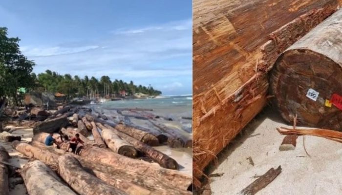 Misteri Barcode “PT Minas Pagai Lumber” pada Ribuan Kayu di Pantai Tanjung Setia