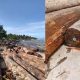 Misteri Barcode “PT Minas Pagai Lumber” pada Ribuan Kayu di Pantai Tanjung Setia
