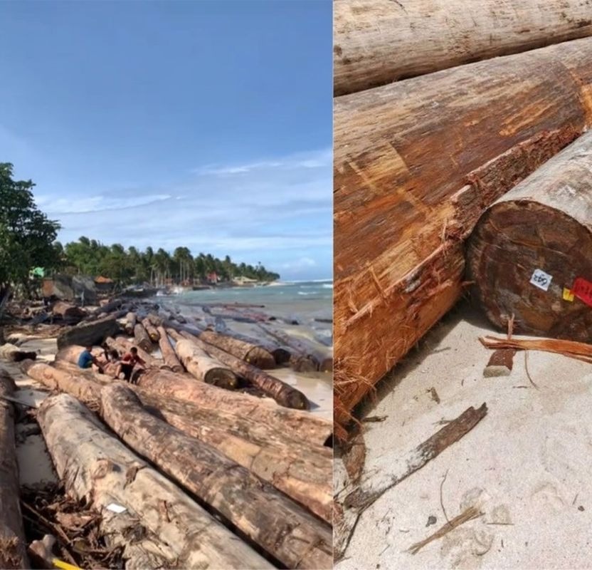 Misteri Barcode “PT Minas Pagai Lumber” pada Ribuan Kayu di Pantai Tanjung Setia