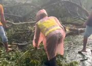 Pohon Tumbang Picu Macet, Polwan Luwu Gercep Normalisasi Arus di Trans Sulawesi