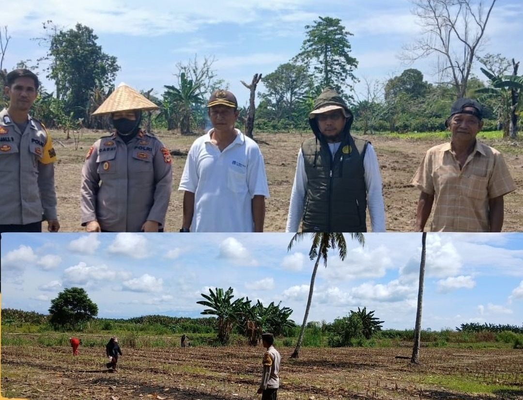 Polsek Lamasi Turun Kebun, Pastikan Program Jagung Binaan Polri Berjalan Lancar