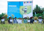 Terapkan Sistem Salibu, Lahan Binaan PT Vale Mampu Panen Delapan Kali Tanpa Tanam Ulang