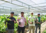 Tinjau Pembibitan di Desa Malela, Bupati Luwu Dorong Peningkatan Produktivitas Kakao dan Pala