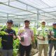 Tinjau Pembibitan di Desa Malela, Bupati Luwu Dorong Peningkatan Produktivitas Kakao dan Pala