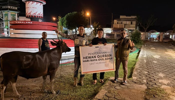 Berdayakan Peternak Lokal, PT BMS Beli 14 Sapi Kurban untuk Masyarakat Luwu
