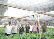 Dukung Program Presiden, Patahudding Pastikan Bantuan Bibit Kakao Tepat Sasaran Dukung Program Presiden, Patahudding Pastikan Bantuan Bibit Kakao Tepat Sasaran