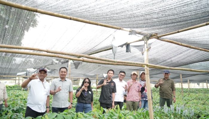 Dukung Program Presiden, Patahudding Pastikan Bantuan Bibit Kakao Tepat Sasaran