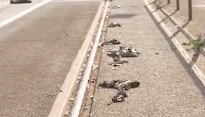 Suhu Ekstrem Hancurkan Fasilitas Publik di Jerman, Aspal Jalan Tol Terkelupas